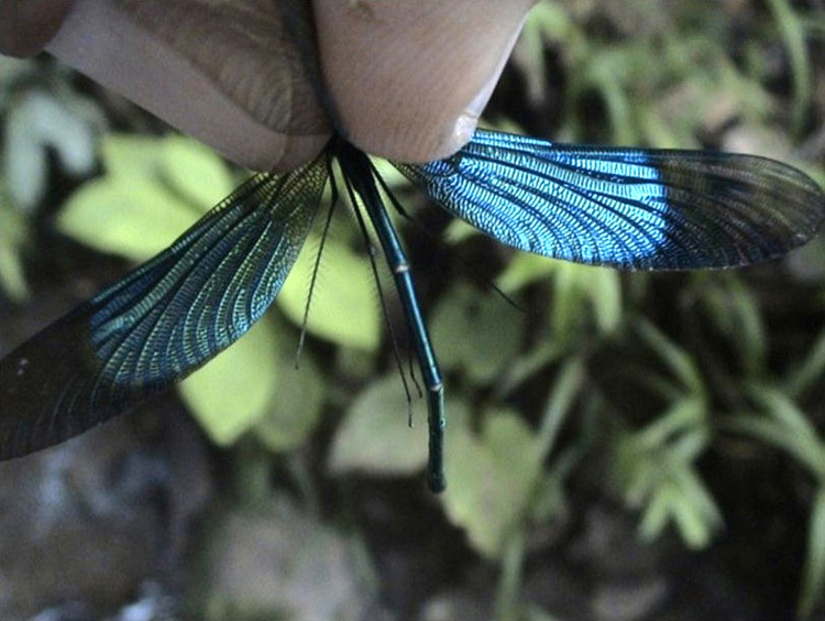 Family Calopterygidae figure 2