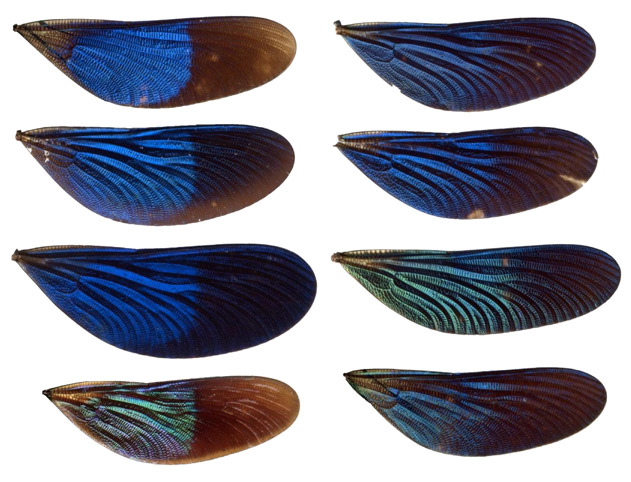Wing chart