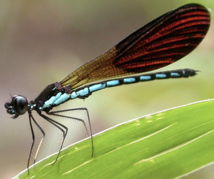 Odonata of New Guinea figure 1