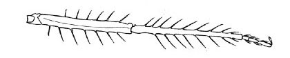 Long tibial spines (Papuargia)
