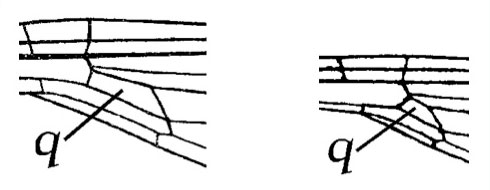 Hindwing quadrilateral figure