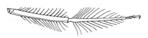 Tibial spines (Palaiargia )