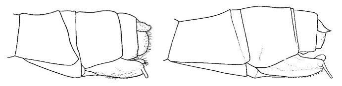 Female genital valves