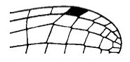 Extended cell before stigmal brace-vein (Xiphiagrion cyanomelas)