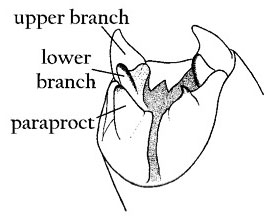 Ventro-posterior view of male terminalia