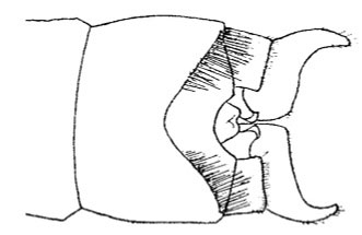 Terminalia of Plagulibasis (from Ris, 1913)
