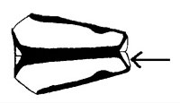 Dorsal view of pterothorax, showing pale antealar sinus (Pseudagrion)