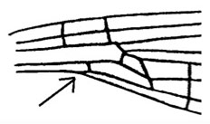 Anal vein basal to Ac (Oreagrion lorenzt).