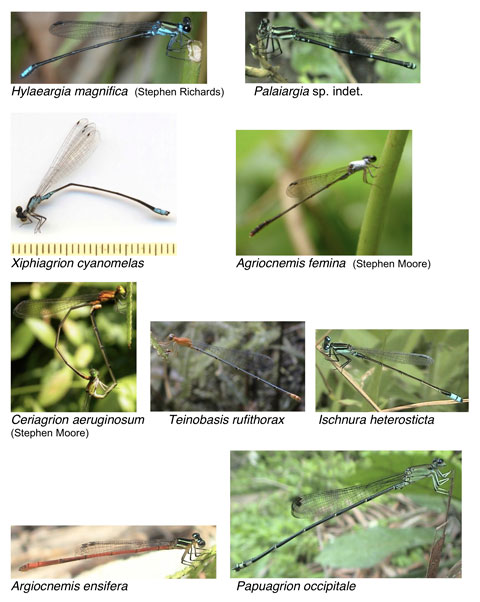 Representative Coenagrionidae of the Papuan Region