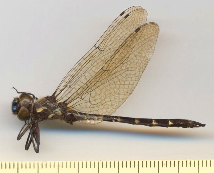 Family Corduliidae figure 1
