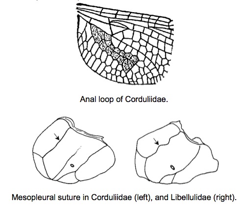 Family Corduliidae figure 2