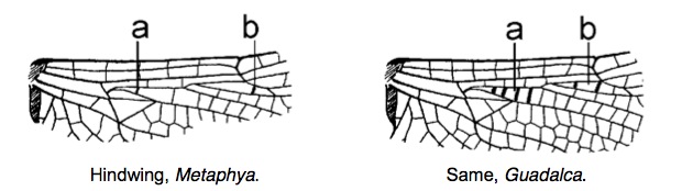 Family Corduliidae figure 3