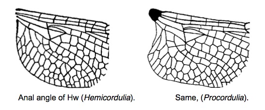 Family Corduliidae figure 4