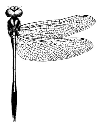 Procordulia leopoldi