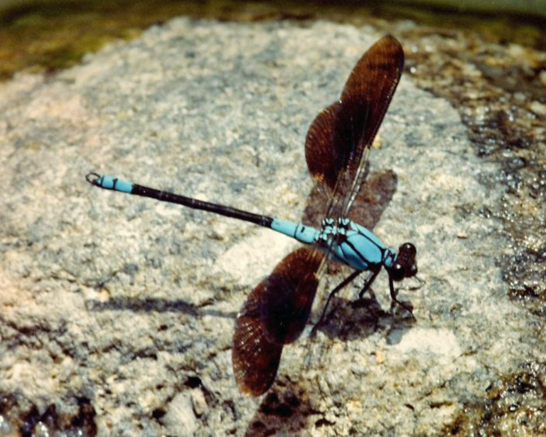 Family Lestoideidae figure 1
