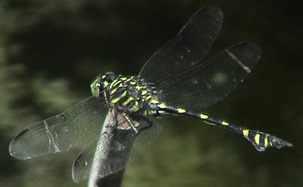 Family Gomphidae figure 1