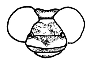 Widely-separated compound eyes (Ictinogomphus)