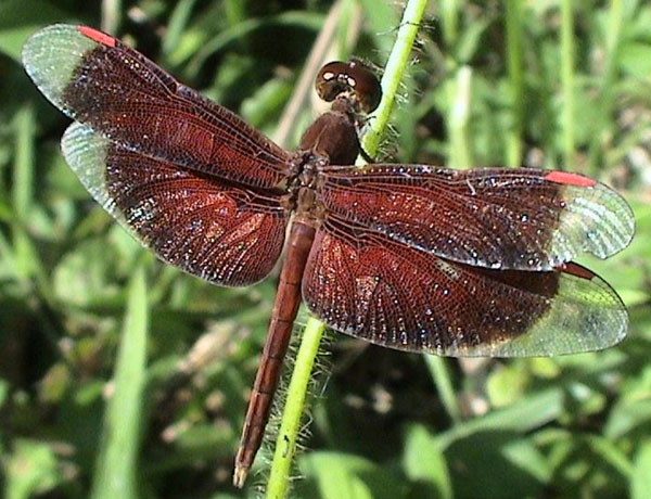 Family Libellulidae figure 1