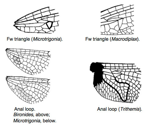 Family Libellulidae figure 2