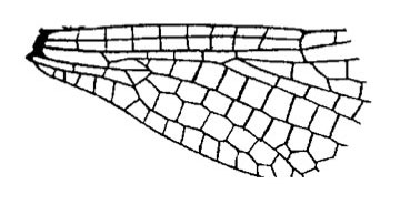 Family Libellulidae figure 3