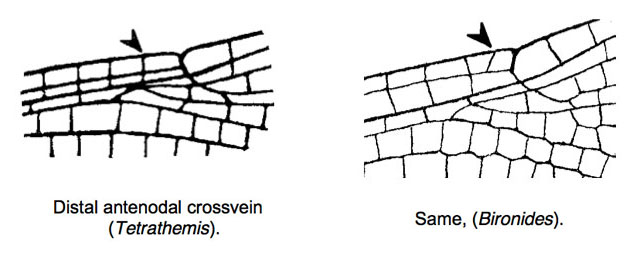 Family Libellulidae figure 4