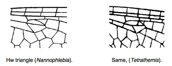 Family Libellulidae figure 5