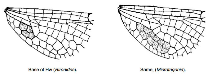 Family Libellulidae figure 6
