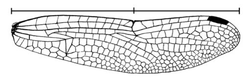 Family Libellulidae figure 7