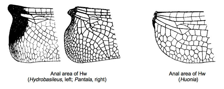 Family Libellulidae figure 8