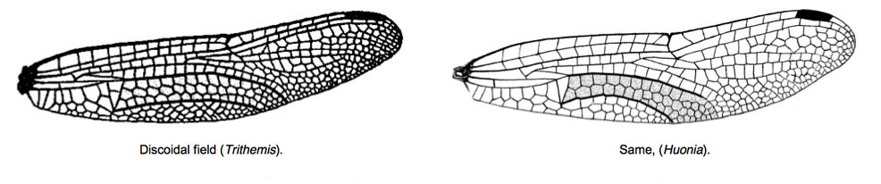 Family Libellulidae figure 9