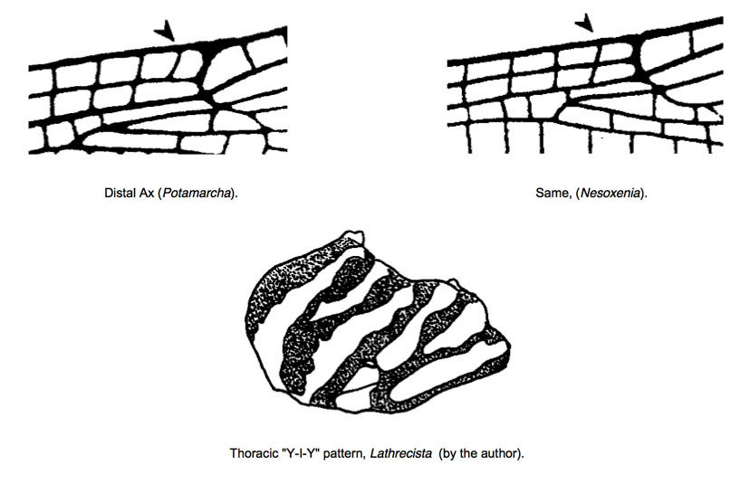 Family Libellulidae figure 10