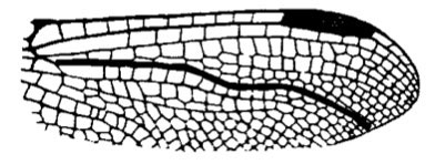 Family Libellulidae figure 11