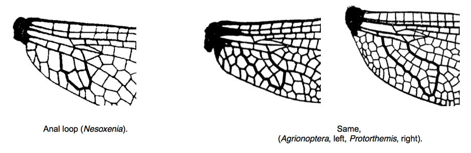 Family Libellulidae figure 12