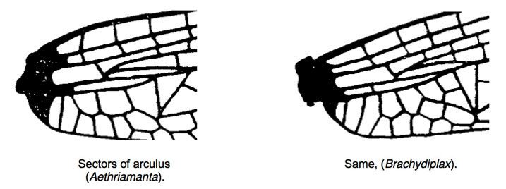 Family Libellulidae figure 13