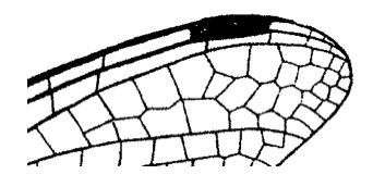 Family Libellulidae figure 14