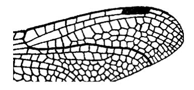 Family Libellulidae figure 15