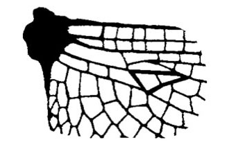 Family Libellulidae figure 16