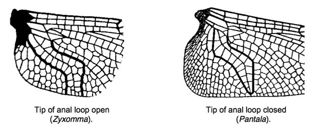 Family Libellulidae figure 17