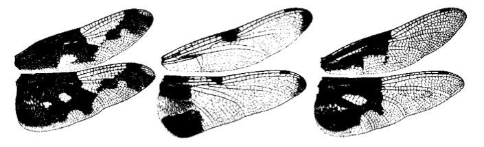 Family Libellulidae figure 18
