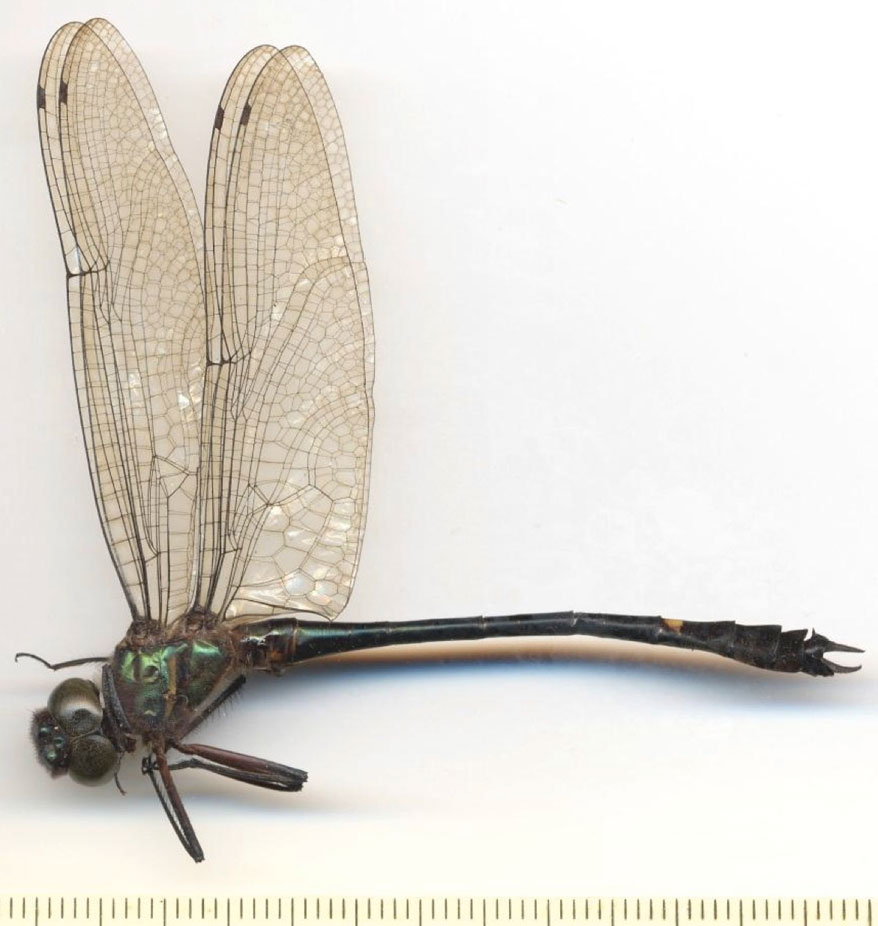Family Macromiidae figure 1