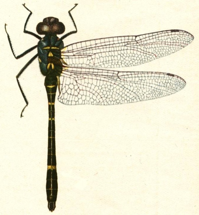Family Macromiidae figure 2