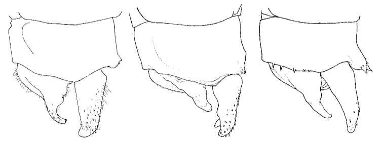 Family Platycnemididae figure 8