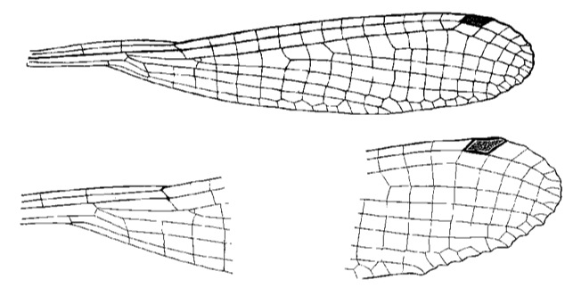 Family Platycnemididae figure 12