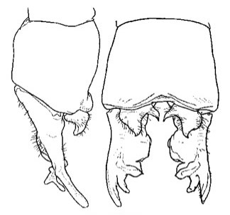 Family Platycnemididae figure 38