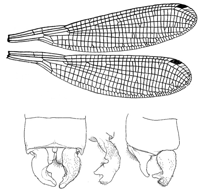 Family Platycnemididae figure 13