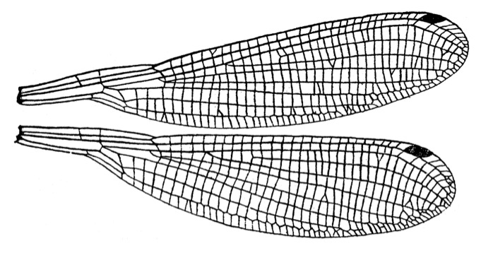 Family Platycnemididae figure 5