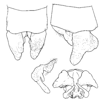 Family Platycnemididae figure 41