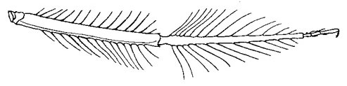Family Platycnemididae figure 2