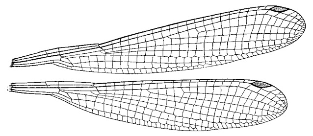 Family Platycnemididae figure 40