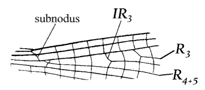 Family Platycnemididae figure 3